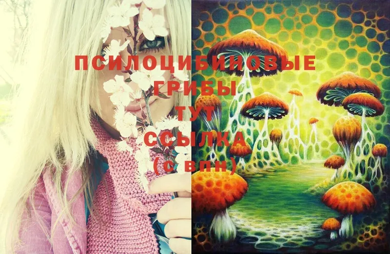 Галлюциногенные грибы Psilocybine cubensis  цены   Княгинино 